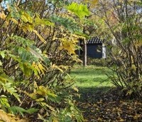 Pterocarya fraxinifolia - Vleugelnoot - bossage met doorgang