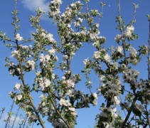 Malus domestica 'Cox d'orange Pippin'