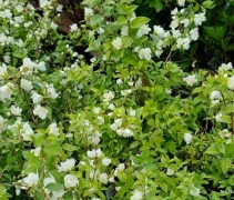 Philadelphus 'Manteau d'Hermine'