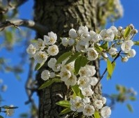 Pyrus com. 'Bonne Louise d'Avranches - Pyrus com. 'Bonne Louise d'Avranches - 1