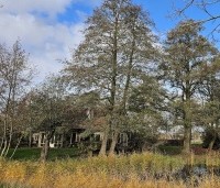 Alnus glutinosa - Zwarte Els - 1