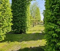 Carpinus betulus - Haagbeuk - 1