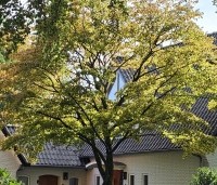 Acer palmatum - Japanse Esdoorn - 1