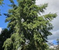 Pseudotsuga menziesii - Douglasspar - 1