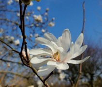 Magnolia stellata 'Royal Star' bloemen