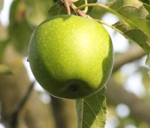 Malus domestica 'Granny Smith'