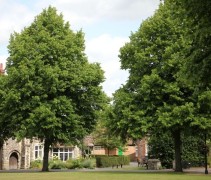 Tilia europaea 'Pallida'