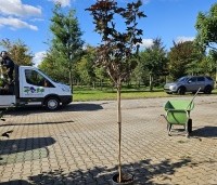 Acer platanoides 'Crimson Sentry' - Roodbladige Noordse Esdoorn - oktober kwekerij Ten Hoven Bomen