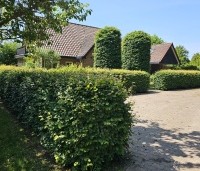Fagus sylvatica - Groene beuk - 1