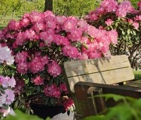 Rhododendron Yakushimanum 'Sonatine' - Rododendron 'Sonatine' - 1