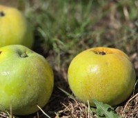 Malus dom. Dubbele Zoete Aagt - Malus dom. Dubbele Zoete Aagt - 5
