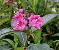 Weigela 'Bristol Ruby' - Weigela 'Bristol Ruby' - 1
