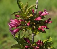 Weigela 'Bristol Ruby' - Weigela 'Bristol Ruby' - 2