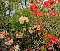 Rhododendron yakushimanum 'Percy Wiseman' - Rododendron 'Percy Wiseman' - met Azalea Knaphill