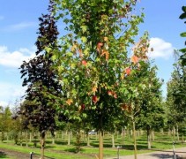 Acer Rubrum 'Red Sunset'