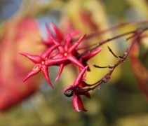 Clerodendrum Trichotomum detailfoto