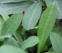 Edgeworthia