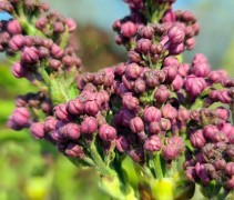 Syringa vulgaris 'Michel Buchner'