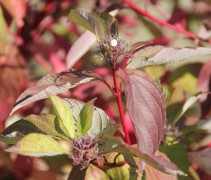 Cornus alba Sibirica