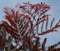 Gleditsia Ruby Lace / Valse Christusdoorn 'Rubylace'