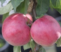Zuilappel 'Red Sensation' slanke boom met vruchten