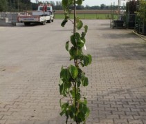 Davidia Involucrata 125-150cm in C10