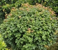 Acer campestre - Veldesdoorn - bolvormig gesnoeid