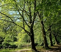 Fagus sylvatica - Groene beuk - 7