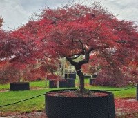 Acer palmatum 'Garnet' - Japanse esdoorn 'Garnet' - 3
