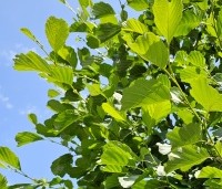 Alnus glutinosa - Zwarte Els - 1