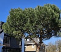 pinus pinea - Parasolden - 2
