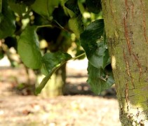 Pyrus calleryana 'Chanticleer' zuilvorm stam