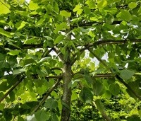 Tilia x europaea 'Pallida' - Koningslinde - 1