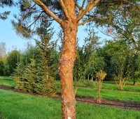 Pinus sylvestris 'Glauca' - Grove den 'Glauca' - 3