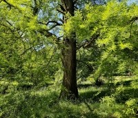 Taxodium distichum - Moerascypres - 5