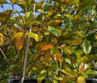 Magnolia grandiflora '24 Below' - Magnolia '24 Below' - 1