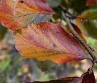 Fagus sylvatica 'Atropunicea' - Rode beuk - herfstverkleuring 2024
