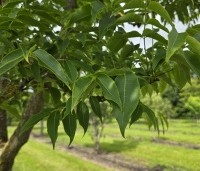 Phellodendron amurense - Amur kurkboom - 7