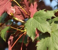 Acer pseudoplatanus 'Atropurpureum' - gewone roodbladige esdoorn - 1