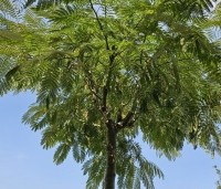 Albizia julibrissin - Perzische slaapboom - hoogstam met parasolvormige kroon