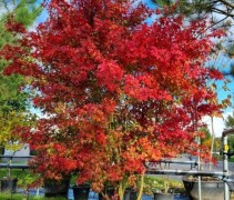 acer palmatum