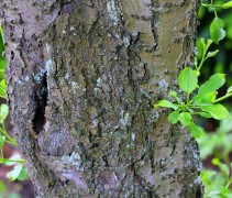 Rhamnus cathartica