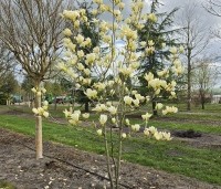 Magnolia 'Yellow River' - Magnolia 'Yellow River' - 7