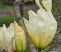 Magnolia 'Yellow River' - Magnolia 'Yellow River' - 9