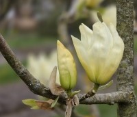 Magnolia 'Yellow River' - Magnolia 'Yellow River' - 11