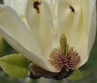 Magnolia 'Yellow River' - Magnolia 'Yellow River' - 8