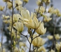 Magnolia 'Yellow River' - Magnolia 'Yellow River' - 10