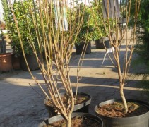 Amelanchier Obelisk