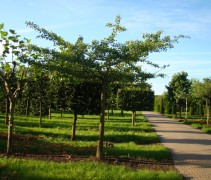 Ginkgo biloba, dakvorm +/-2.20