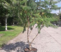 Meerstammige Rhus typ. 'Dissecta'